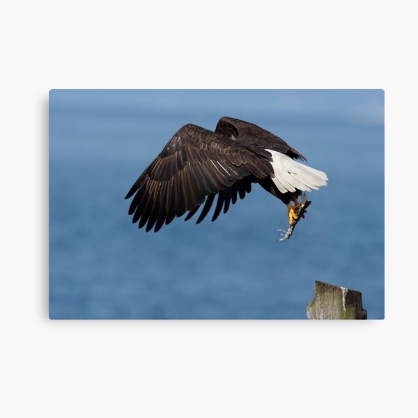 Lift Off Canvas Print