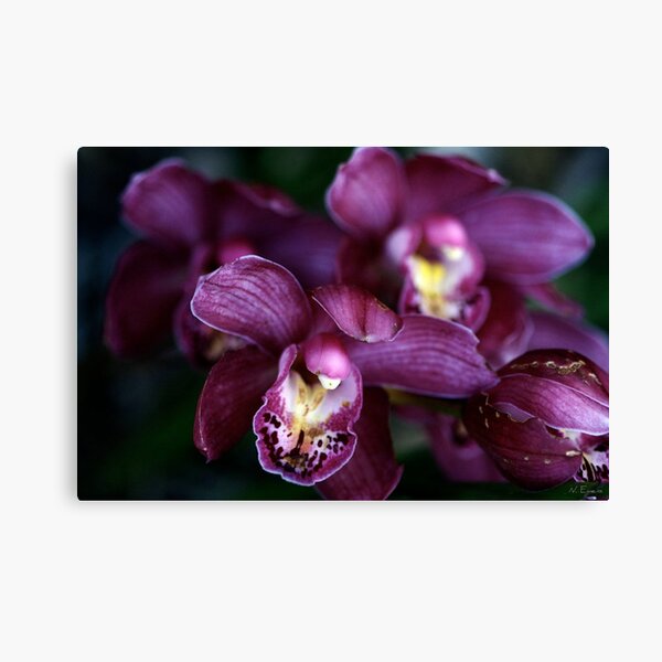 hungry mouths to feed Canvas Print
