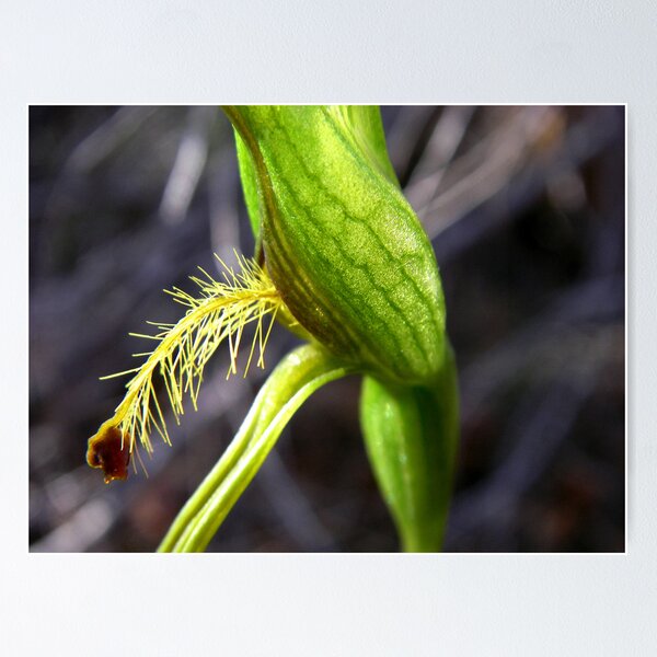 Pterostylis tasmanica Poster