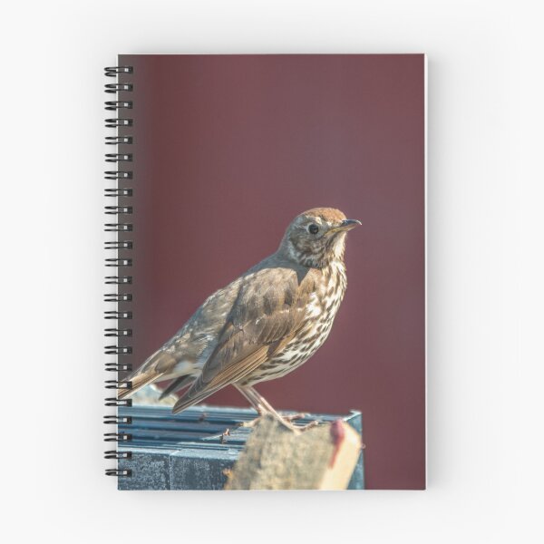 Item preview, Thrush Perching designed and sold by Cameranick.