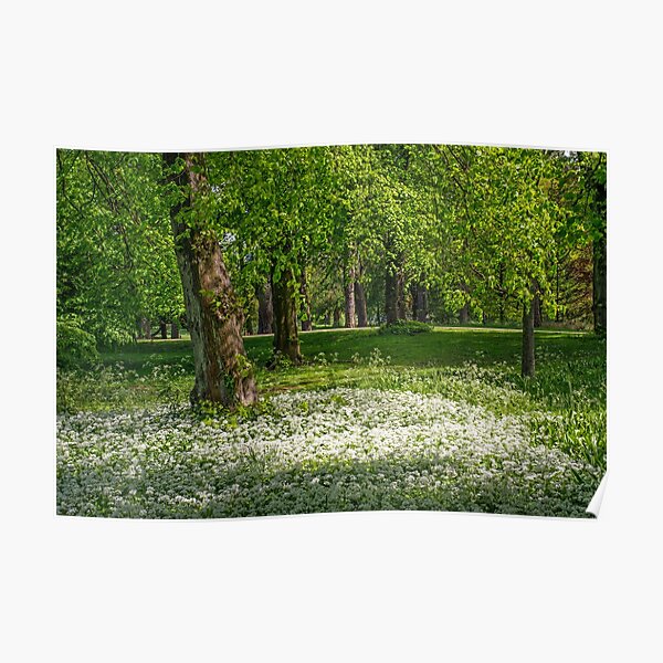 Wild Garlic in the woods Poster