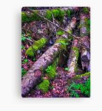 the way Canvas Print