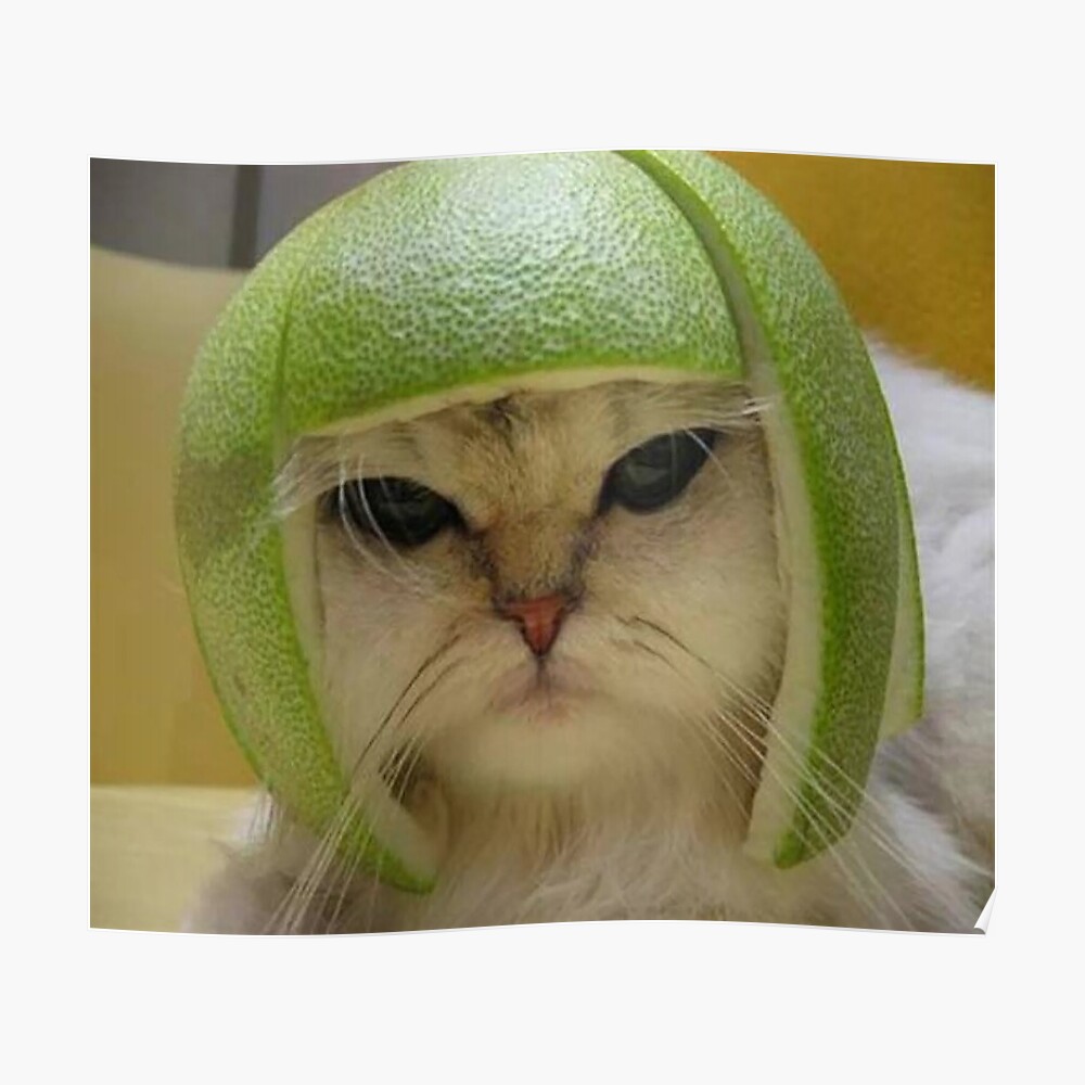 lime cat