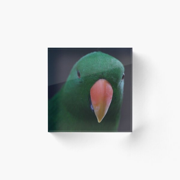 Item preview, Green parrot designed and sold by Sandi Walmsley.