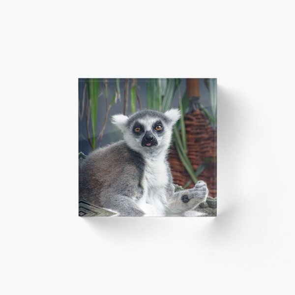 Ring Tailed Lemur Acrylic Block
