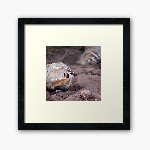 American badger - Bear Country USA Framed Art Print