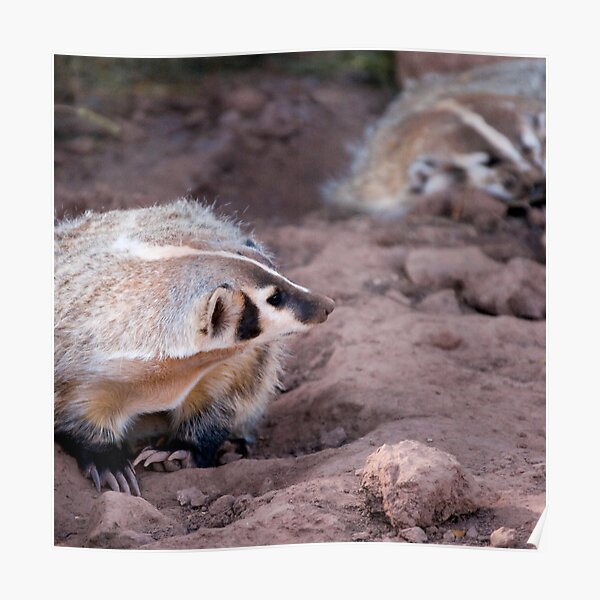 American badger - Bear Country USA Poster