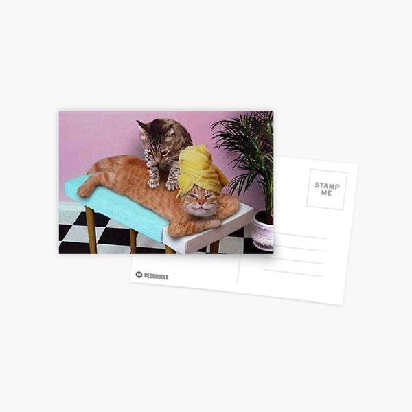 Funny Cat Massage  Postcard