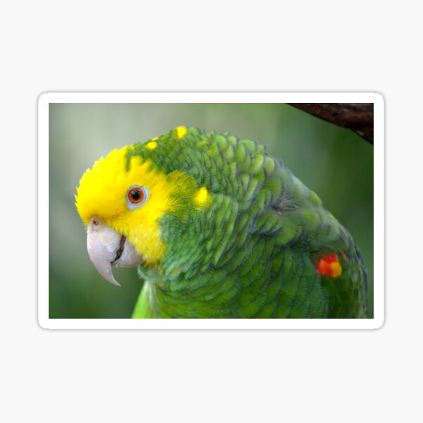 Yellow Headed Amazon Parrot Sticker