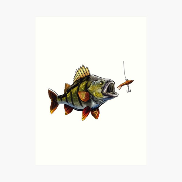 Fishing Perch Art Print for Sale by TigerSoulDesign