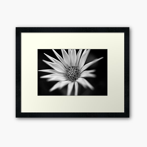 flor B&W Framed Art Print