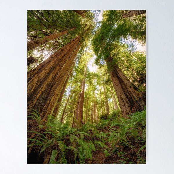 Item preview, Redwood Forest designed and sold by JeffreySchwartz.