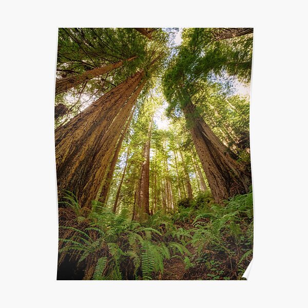 Redwood Forest Poster