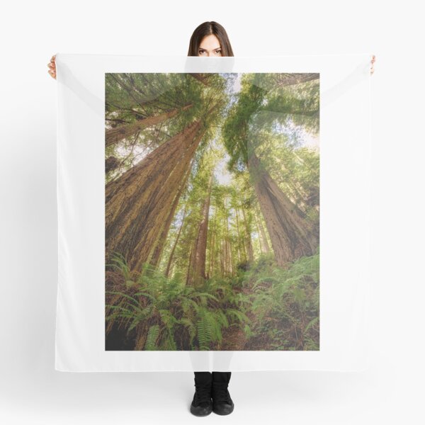 Item preview, Redwood Forest designed and sold by JeffreySchwartz.