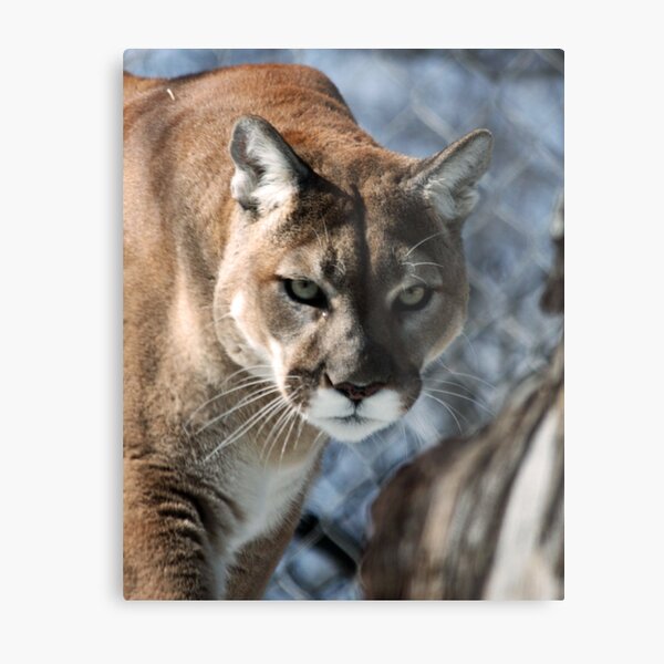 ~Seven Nights of Creation~ Metal Print