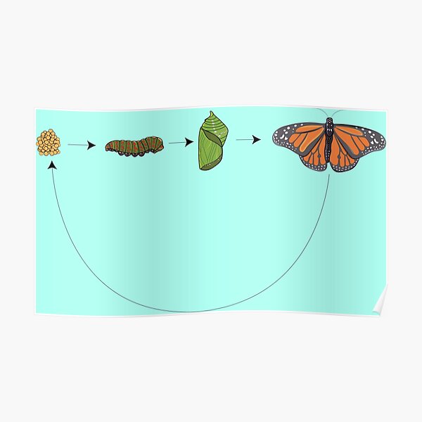 Butterfly circle of life - splasopa