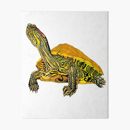 Red-Eared Slider Turtle - Turtle Shirt - Turtle Painting - Turtle Gift - Gift For Turtle Lovers Art Board Print