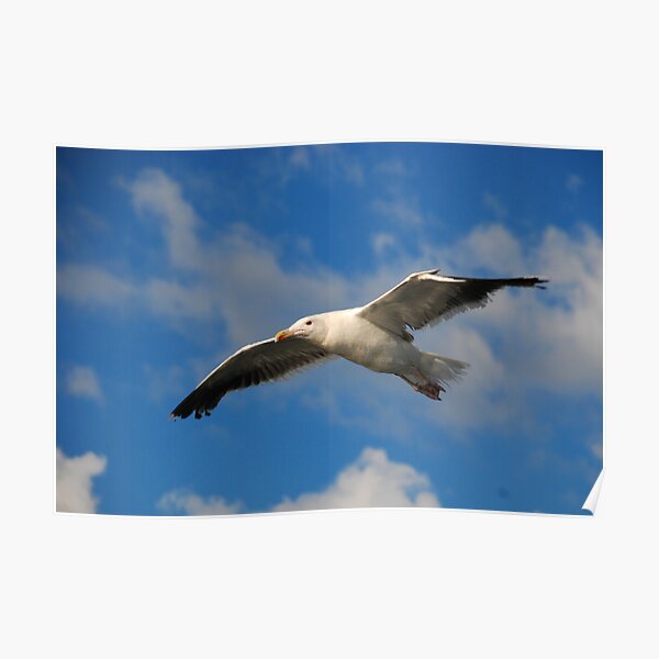 Jonathan Livingston Poster