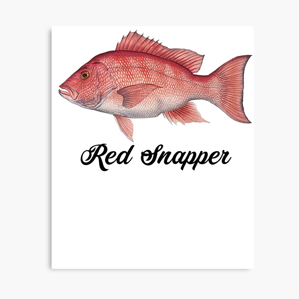 Red Snapper Red Snapper Malerei Red Snapper Shirt Fischer Geschenk Fisch Malerei Fisch Shirt Fisch Geschenk Snapper Geschenk Galeriedruck Von Galvanized Redbubble