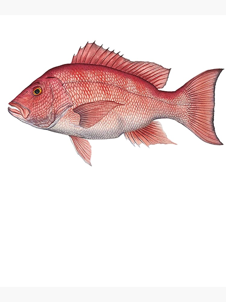 Red Snapper - Red Snapper Painting - Red Snapper Shirt - Fisherman Gift -  Fish Painting - Fish Shirt - Fish Gift - Snapper Gift | Art Print