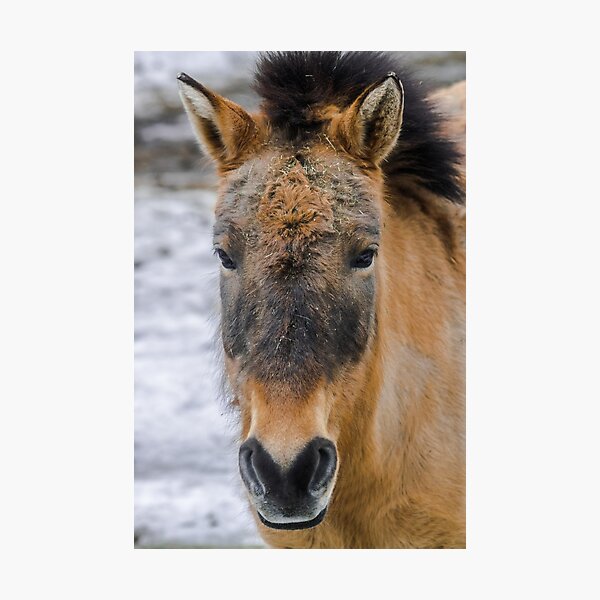 Aperçu de l'œuvre Le cheval de Przewalski créée et vendue par Martin Leber.