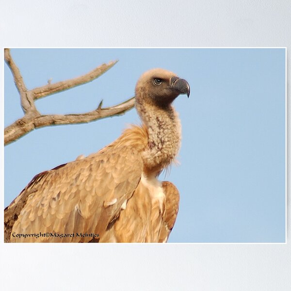 Item preview, THE CAPE (Griffon)  VULTURE - Gyps coprotheres designed and sold by Magriet Meintjes.