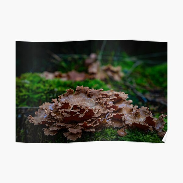 Poster: Torfmoor | Redbubble