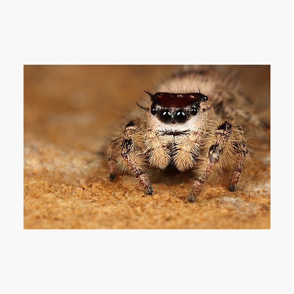 jumping spider Photographic Print