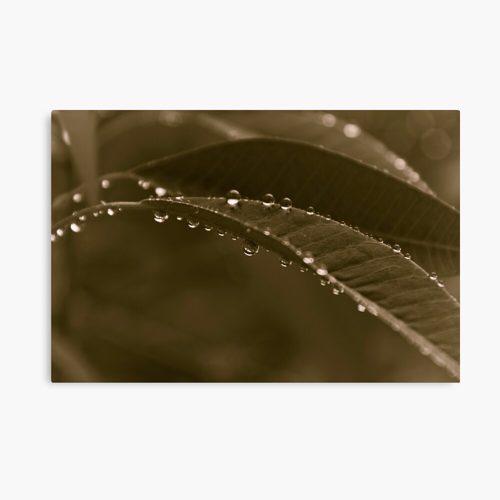 Grey Day Canvas Print
