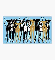 Greyhound-Zusammenkunft Fotodruck