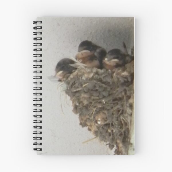 Item preview, Barn Swallow Babies in Mud Daubed Nest - view larger designed and sold by Navigator.