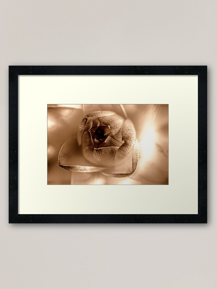 Alternate view of Dried daisy flower, sepia Framed Art Print