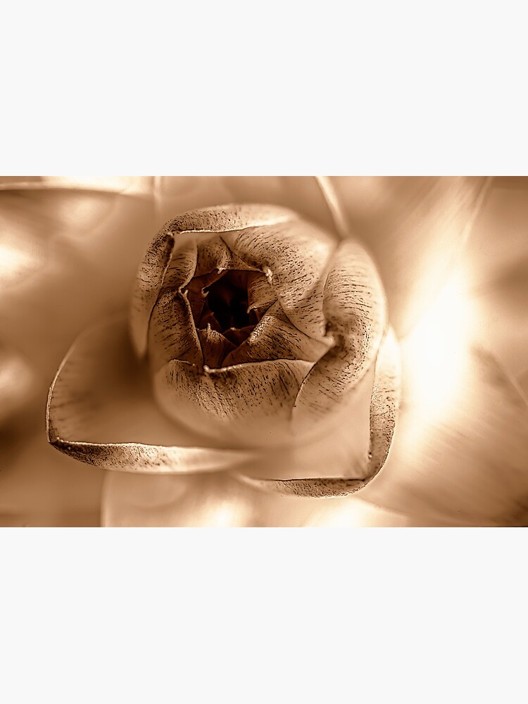 Dried daisy flower, sepia by fardad