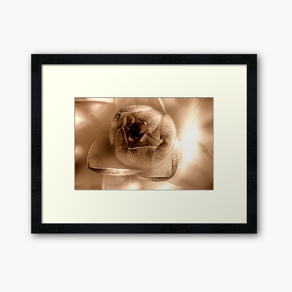 Dried daisy flower, sepia Framed Art Print