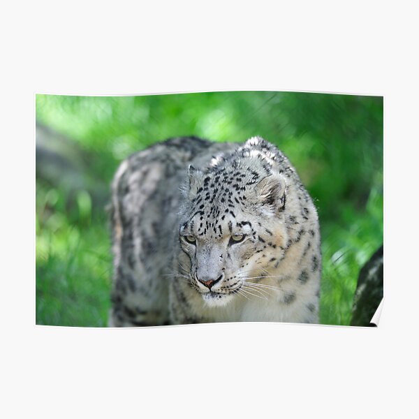 Snow Leopard Poster