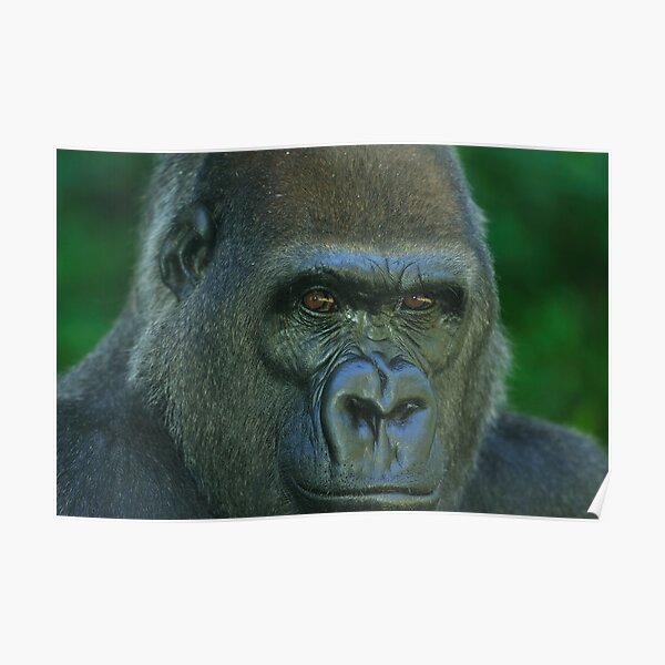 Western Lowland Gorilla Up Close Poster