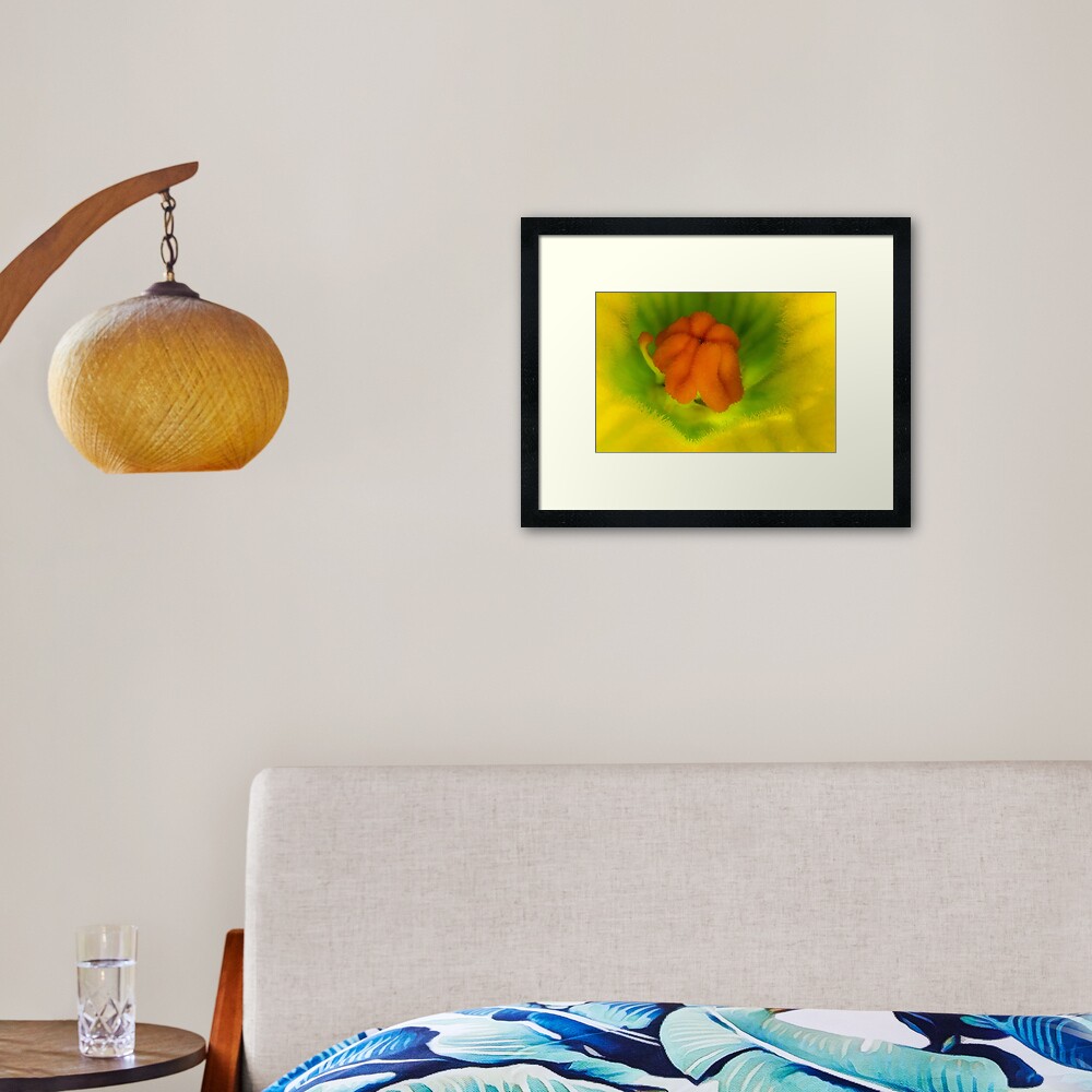 Cucurbita flower Framed Art Print