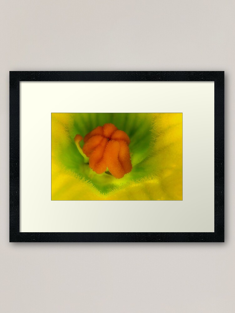 Alternate view of Cucurbita flower Framed Art Print