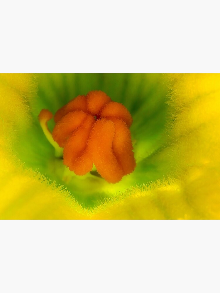 Cucurbita flower by fardad