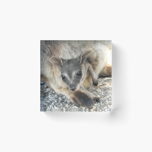 Item preview, Hanging Out - Mareeba rock wallaby designed and sold by Jenny Dean.