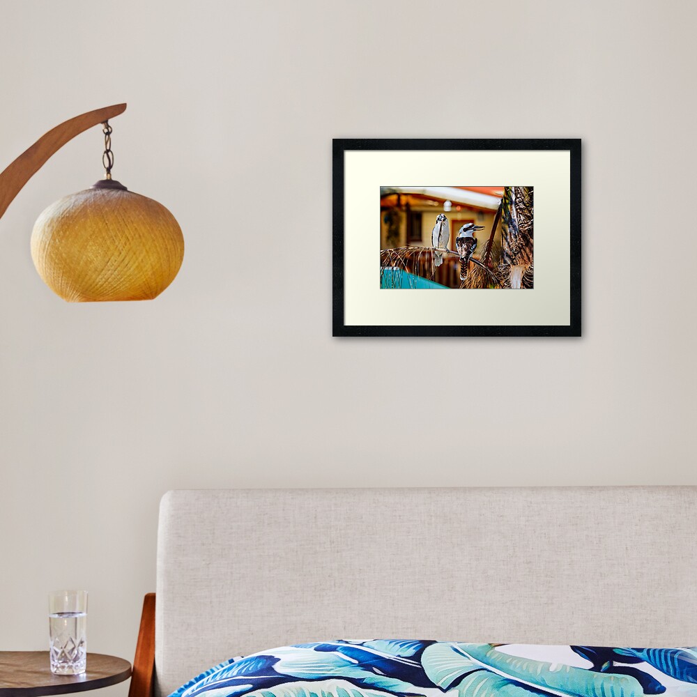 kookaburras Framed Art Print
