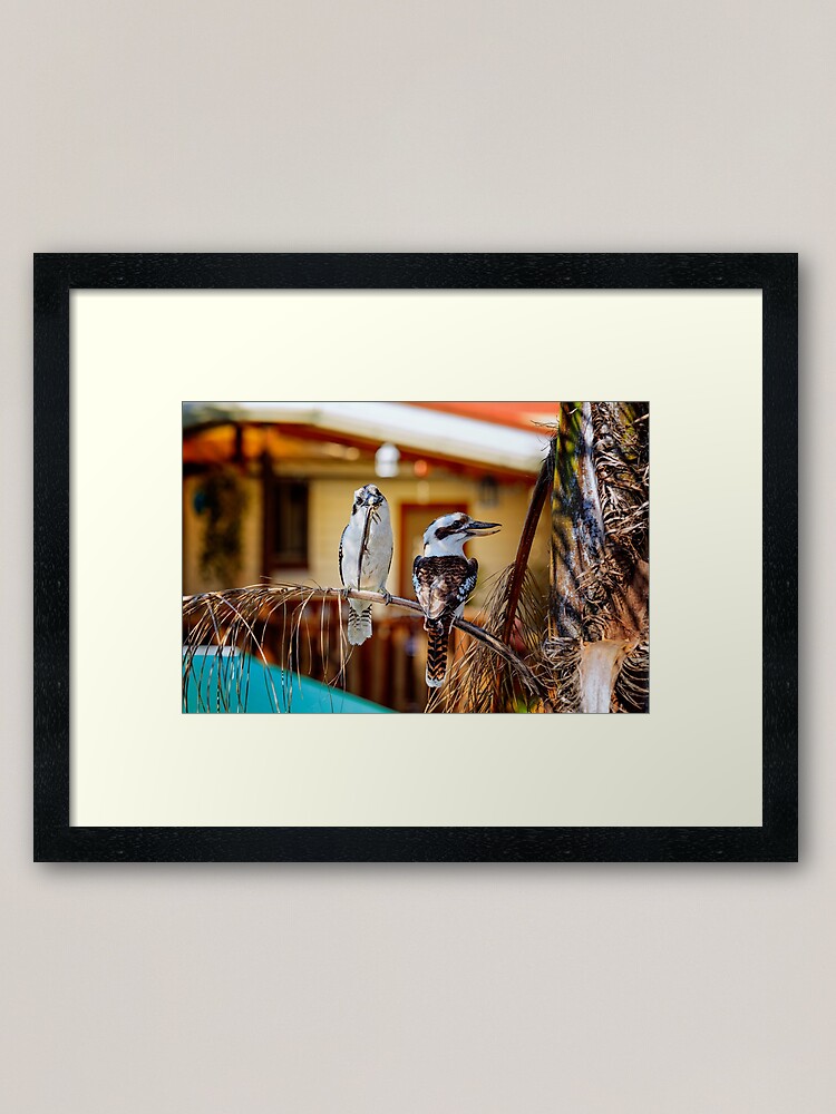 Alternate view of kookaburras Framed Art Print