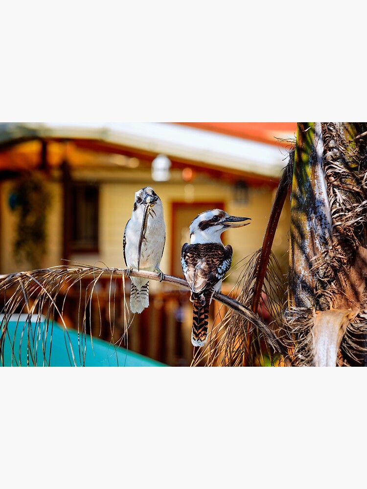 kookaburras by fardad