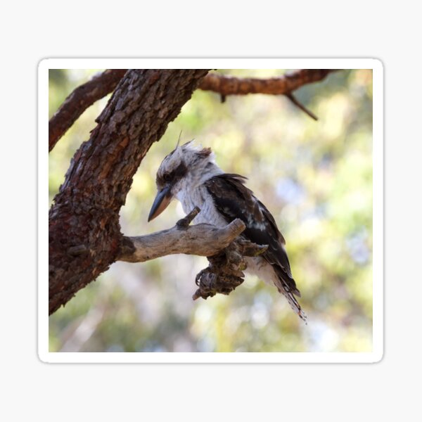 Item preview, Kookaburra sits  designed and sold by MargsNaturePix.