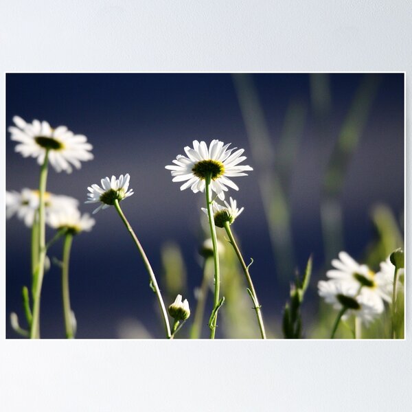 Item preview, Daisies designed and sold by Sandi Walmsley.