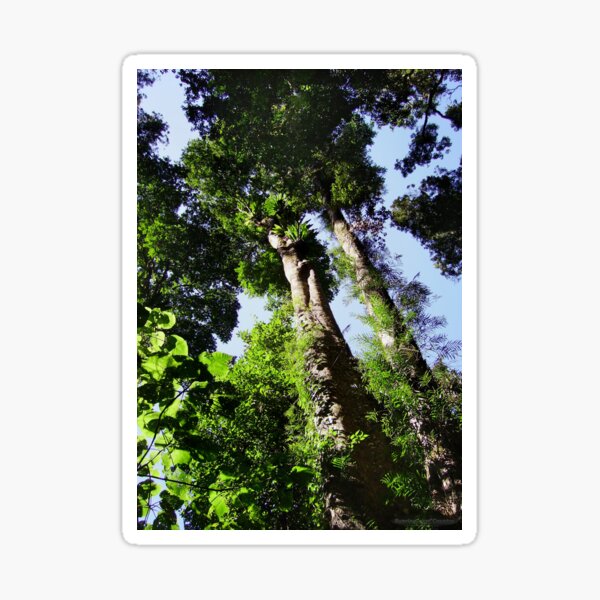 Rainforest Giants Sticker