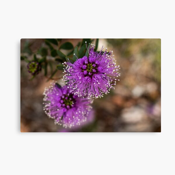 Item preview, Melaleuca nesophila designed and sold by Gabrielle Pattenden.