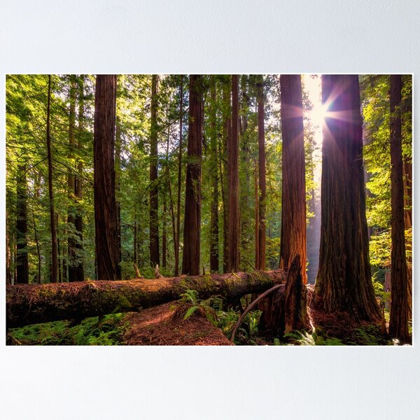 Item preview, Redwood Forest at Sunset designed and sold by JeffreySchwartz.