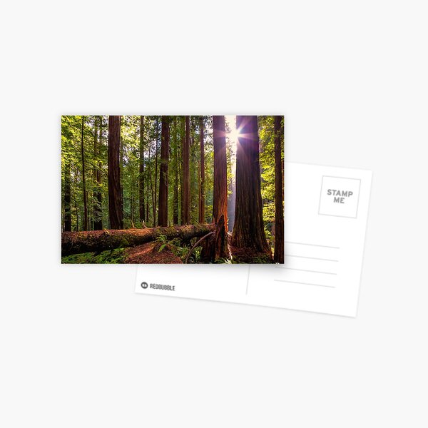 Item preview, Redwood Forest at Sunset designed and sold by JeffreySchwartz.