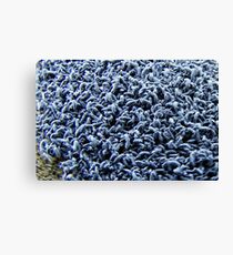 Seashore Springtail Canvas Print
